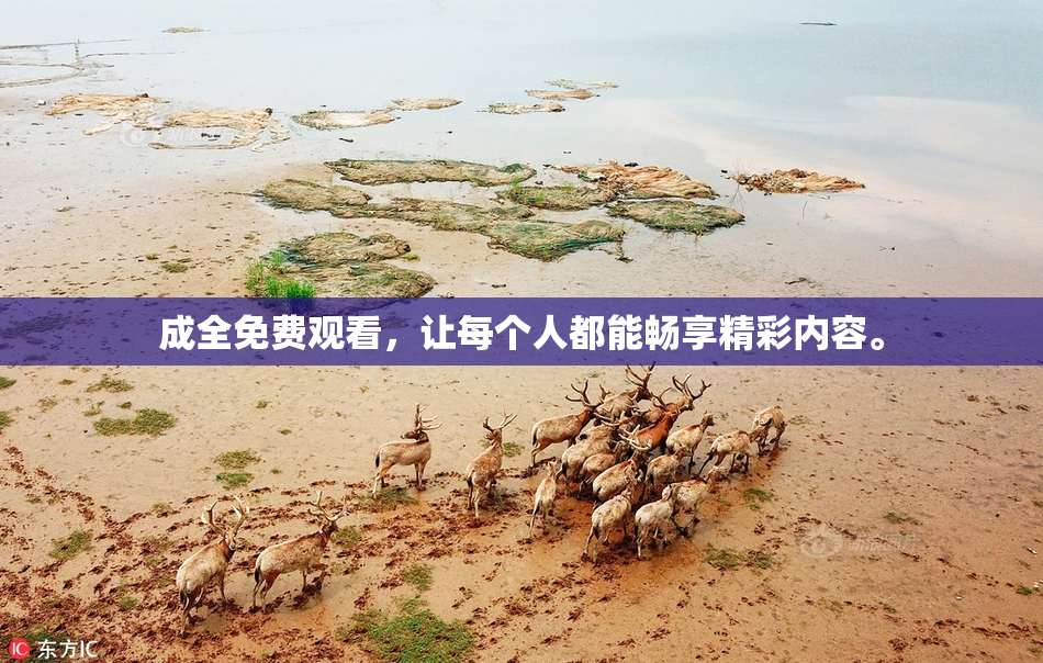 成全免费观看，让每个人都能畅享精彩内容。