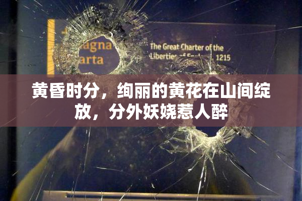 黄昏时分，绚丽的黄花在山间绽放，分外妖娆惹人醉
