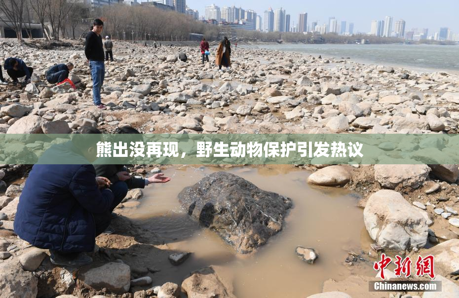 熊出没再现，野生动物保护引发热议