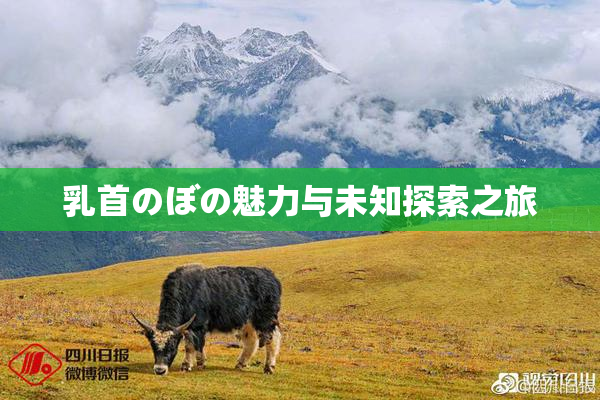 乳首のぼの魅力与未知探索之旅