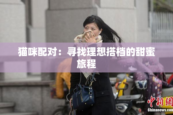 猫咪配对：寻找理想搭档的甜蜜旅程