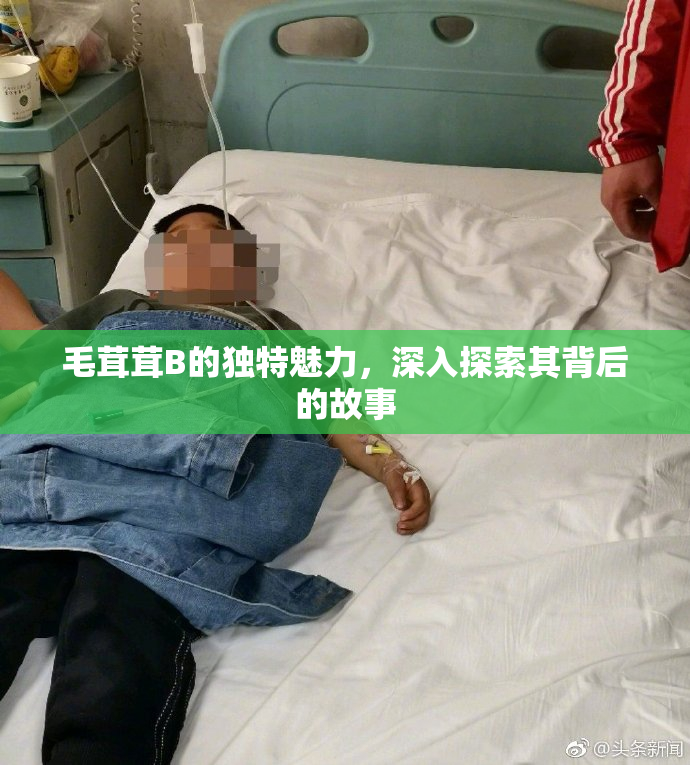 毛茸茸B的独特魅力，深入探索其背后的故事