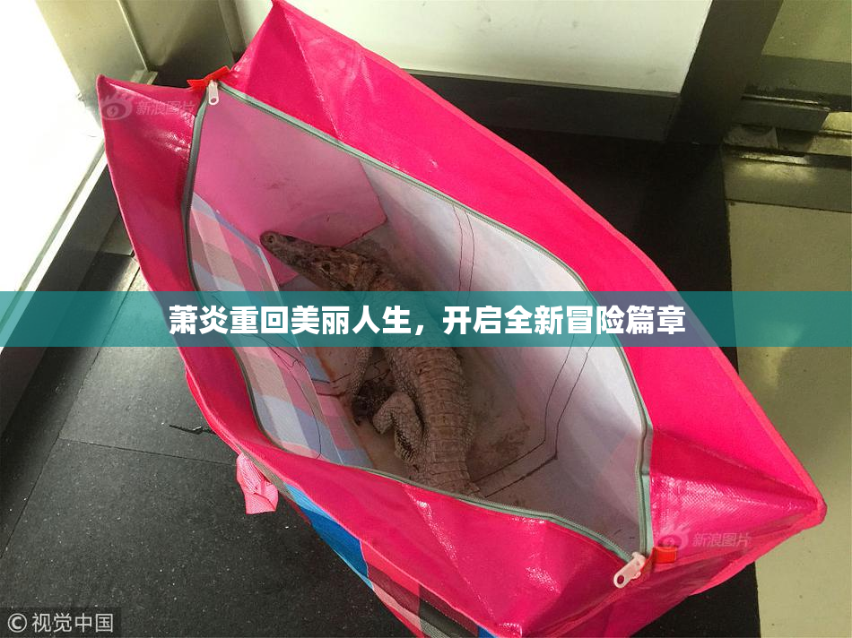 萧炎重回美丽人生，开启全新冒险篇章
