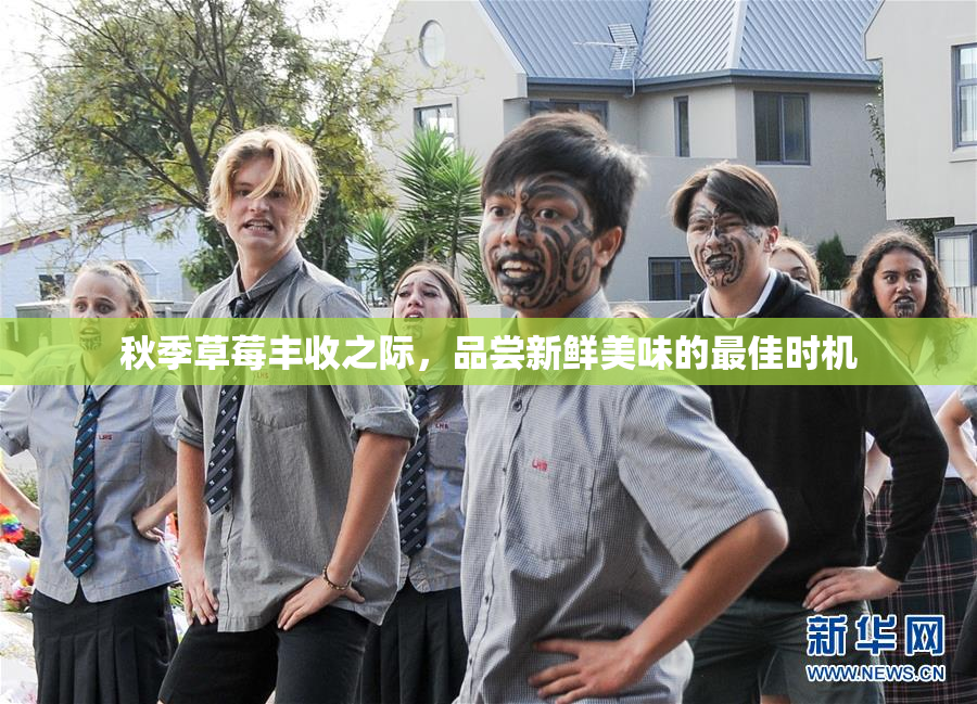 秋季草莓丰收之际，品尝新鲜美味的最佳时机