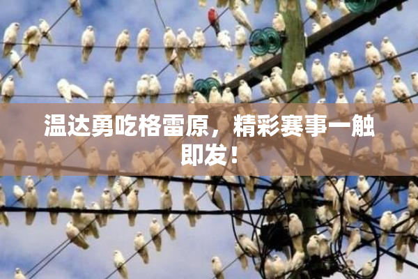 温达勇吃格雷原，精彩赛事一触即发！