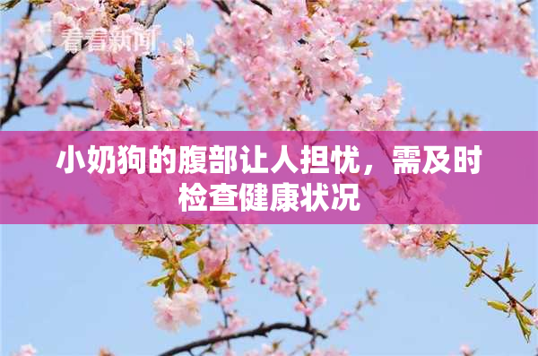 小奶狗的腹部让人担忧，需及时检查健康状况