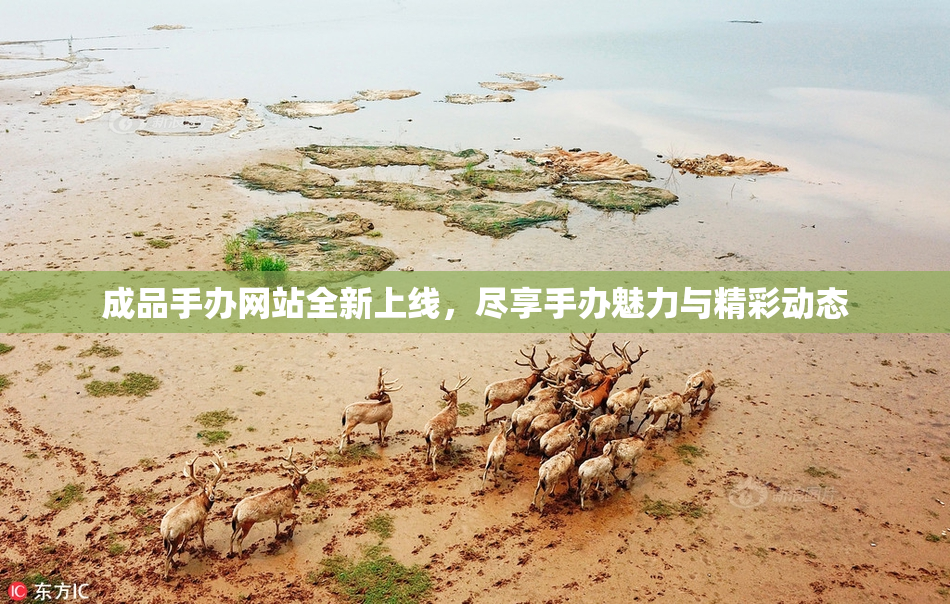 成品手办网站全新上线，尽享手办魅力与精彩动态