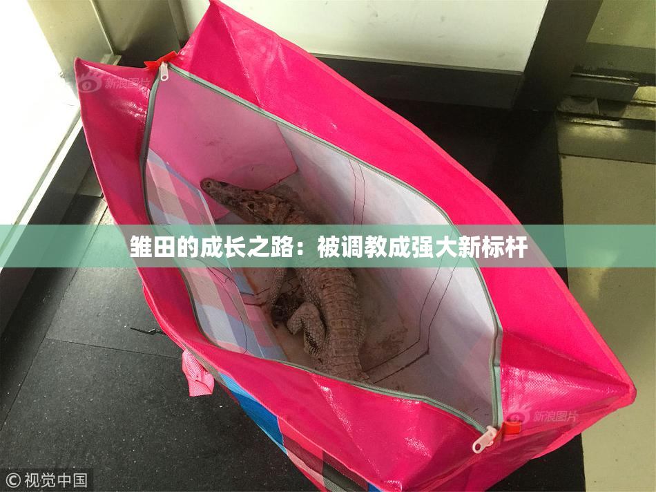 雏田的成长之路：被调教成强大新标杆