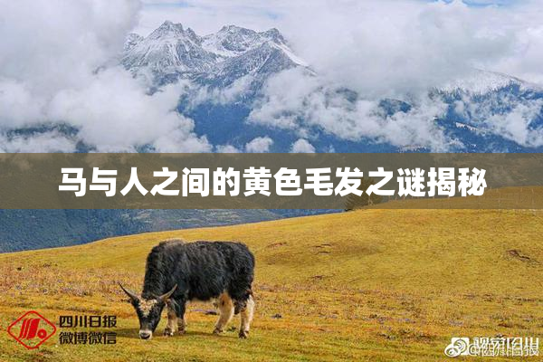 马与人之间的黄色毛发之谜揭秘