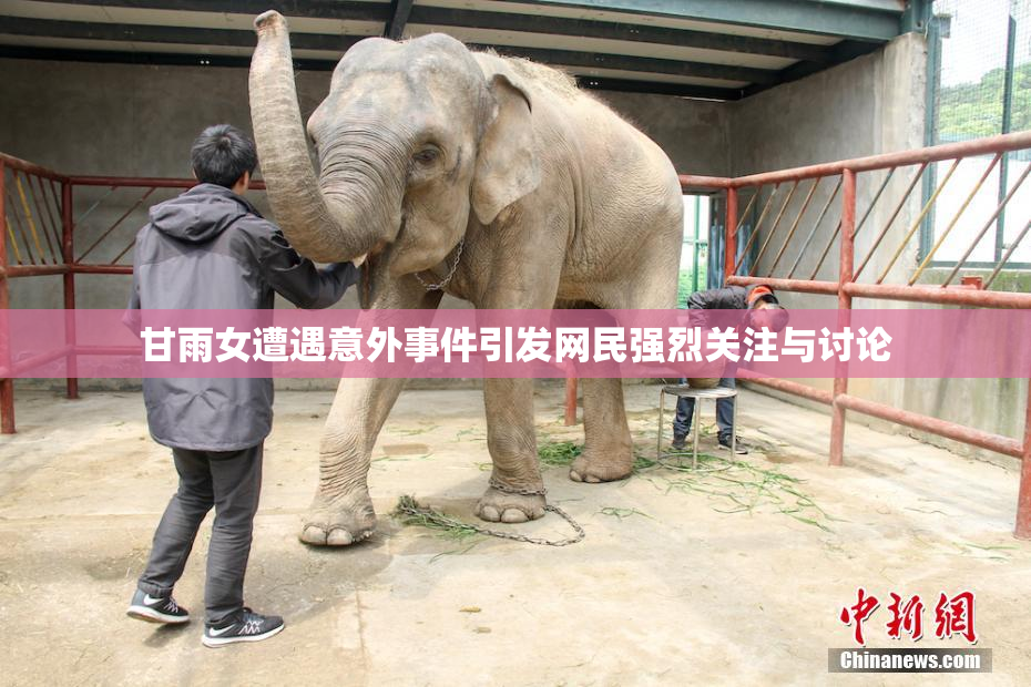 甘雨女遭遇意外事件引发网民强烈关注与讨论