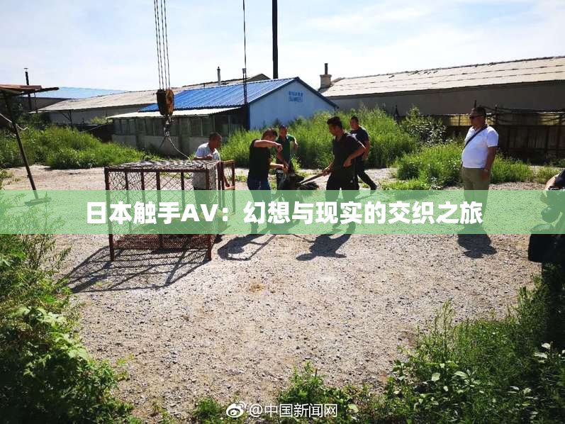 日本触手AV：幻想与现实的交织之旅
