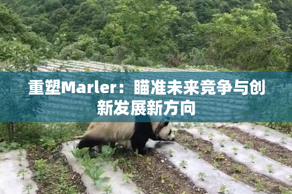 重塑Marler：瞄准未来竞争与创新发展新方向