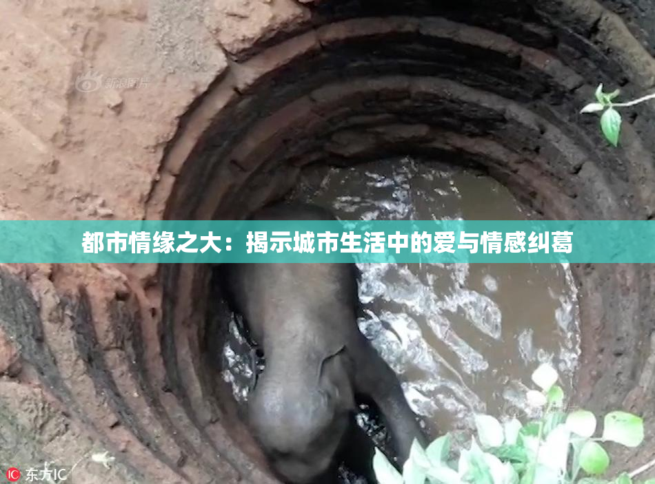 都市情缘之大：揭示城市生活中的爱与情感纠葛