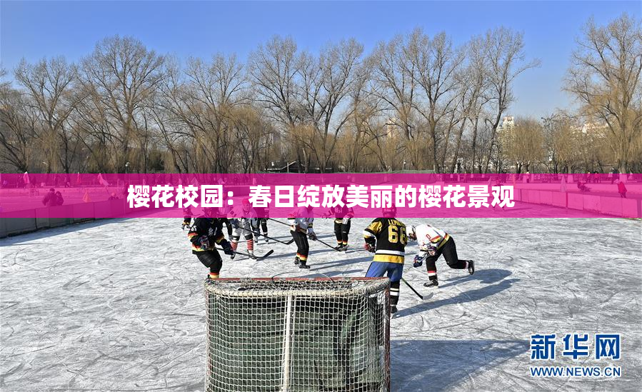 樱花校园：春日绽放美丽的樱花景观