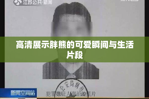 高清展示胖熊的可爱瞬间与生活片段