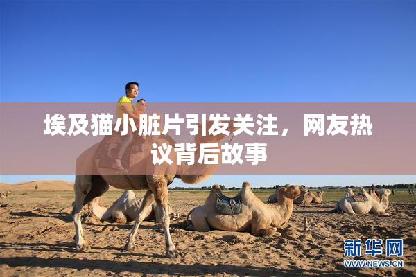 埃及猫小脏片引发关注，网友热议背后故事