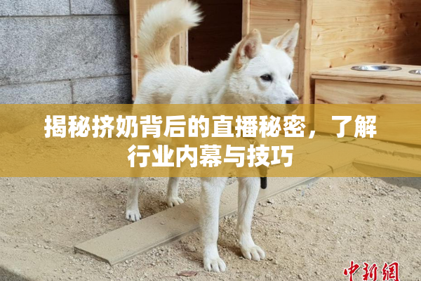 揭秘挤奶背后的直播秘密，了解行业内幕与技巧