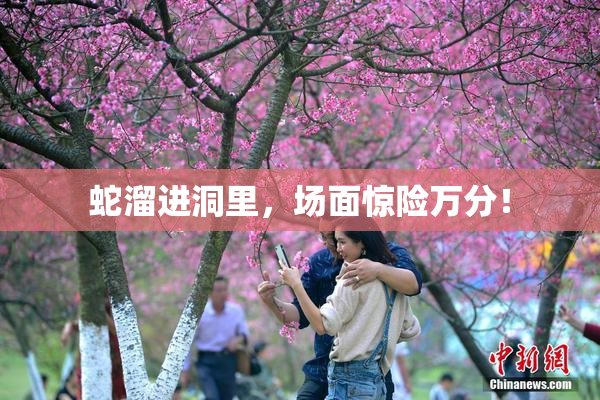 蛇溜进洞里，场面惊险万分！