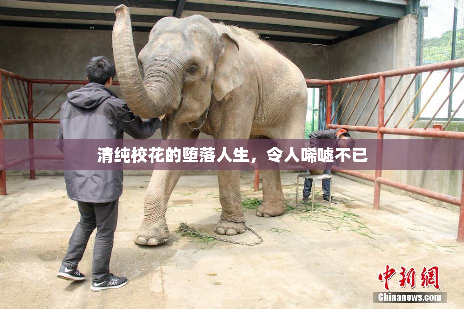 清纯校花的堕落人生，令人唏嘘不已