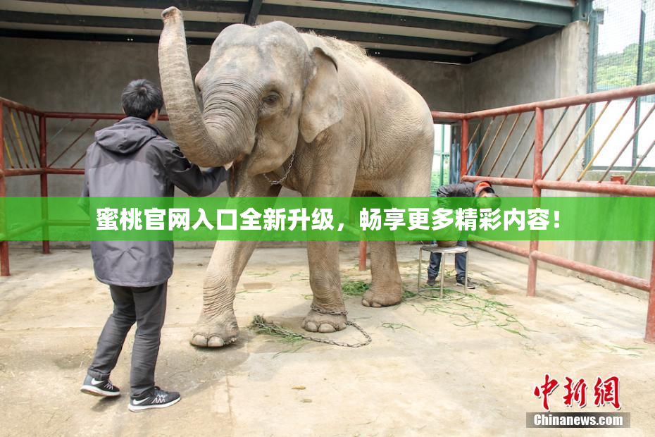 蜜桃官网入口全新升级，畅享更多精彩内容！