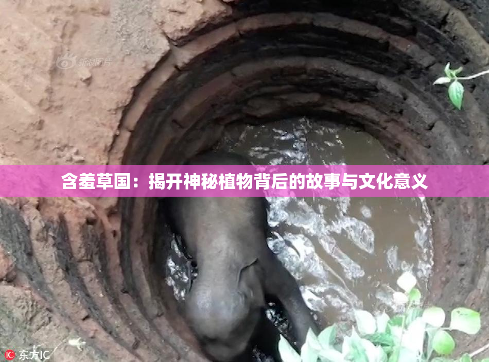 含羞草国：揭开神秘植物背后的故事与文化意义