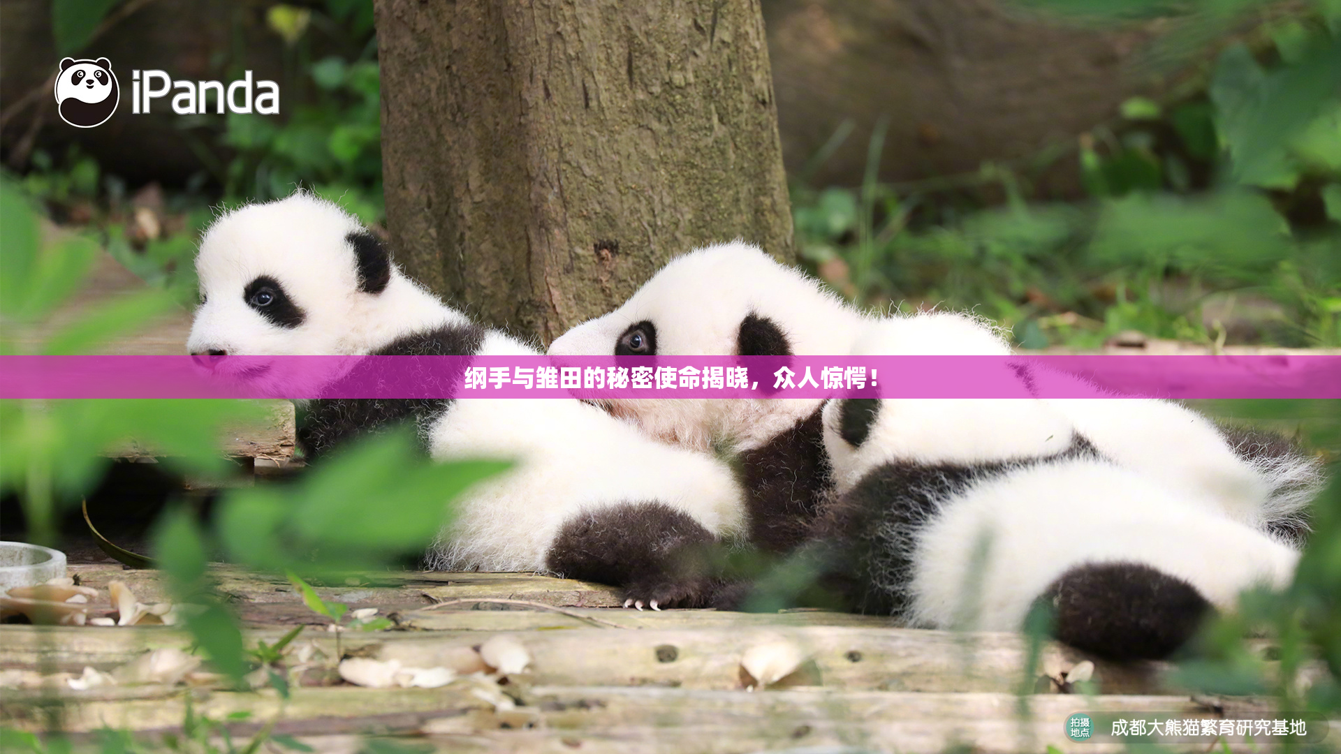 纲手与雏田的秘密使命揭晓，众人惊愕！