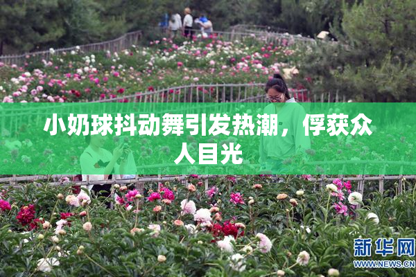小奶球抖动舞引发热潮，俘获众人目光