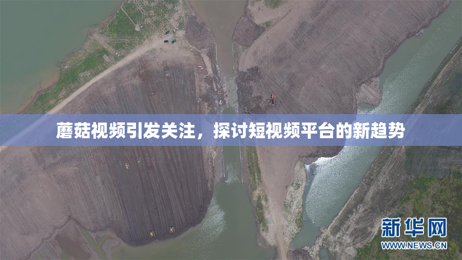 蘑菇视频引发关注，探讨短视频平台的新趋势