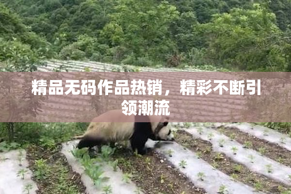 精品无码作品热销，精彩不断引领潮流