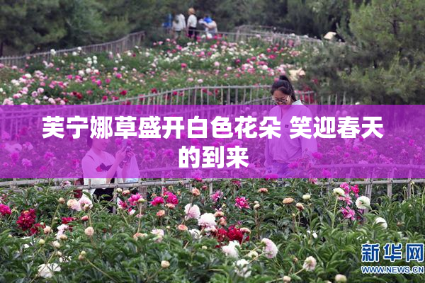 芙宁娜草盛开白色花朵 笑迎春天的到来
