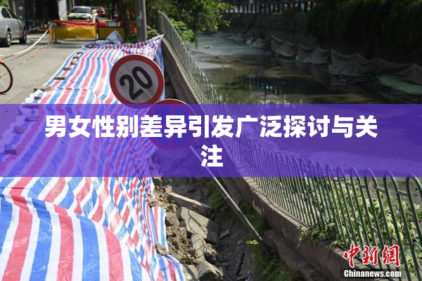 男女性别差异引发广泛探讨与关注