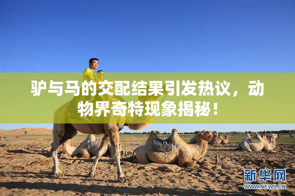 驴与马的交配结果引发热议，动物界奇特现象揭秘！