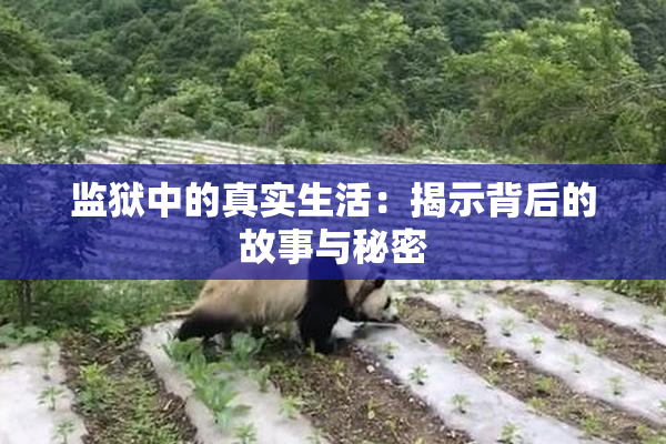 监狱中的真实生活：揭示背后的故事与秘密