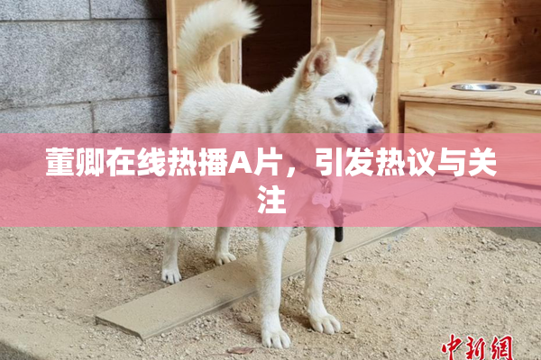 董卿在线热播A片，引发热议与关注
