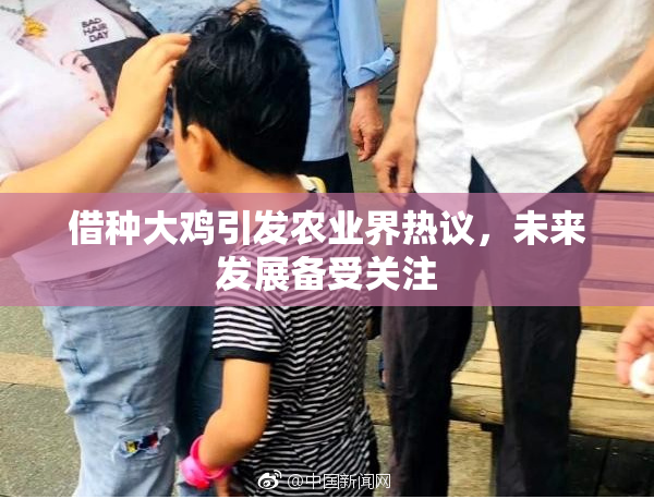 借种大鸡引发农业界热议，未来发展备受关注