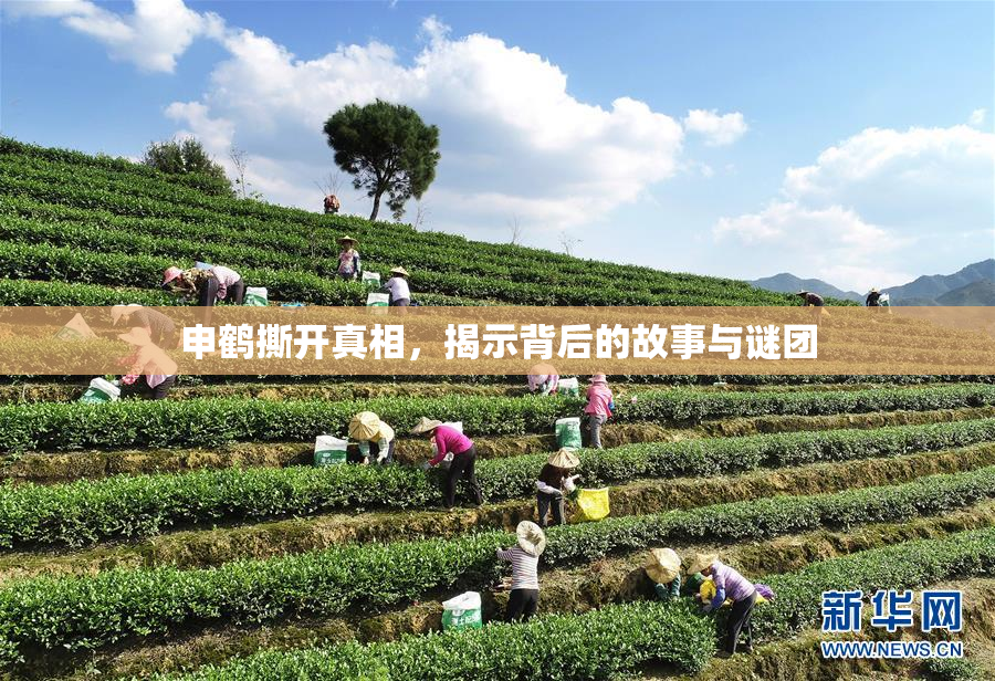 申鹤撕开真相，揭示背后的故事与谜团