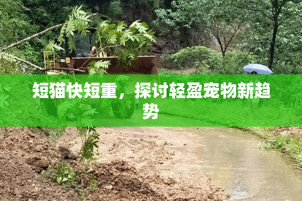 短猫快短重，探讨轻盈宠物新趋势