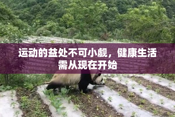运动的益处不可小觑，健康生活需从现在开始