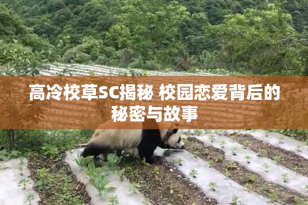 高冷校草SC揭秘 校园恋爱背后的秘密与故事