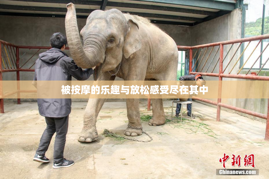 被按摩的乐趣与放松感受尽在其中