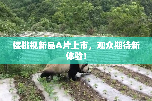 樱桃视新品A片上市，观众期待新体验！