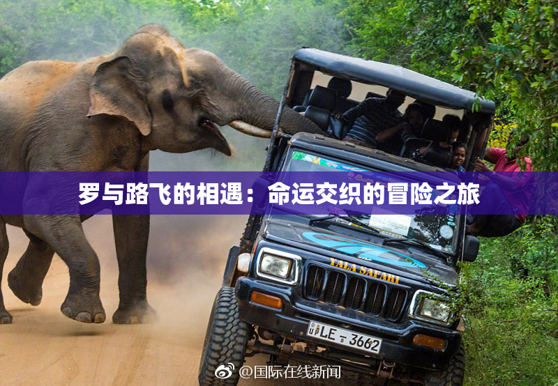 罗与路飞的相遇：命运交织的冒险之旅