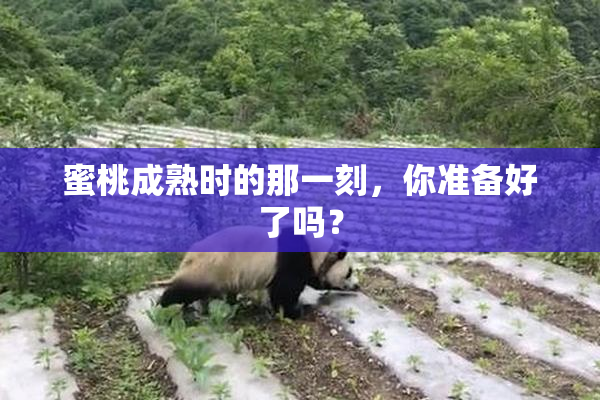 蜜桃成熟时的那一刻，你准备好了吗？