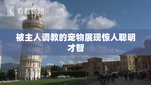 被主人调教的宠物展现惊人聪明才智