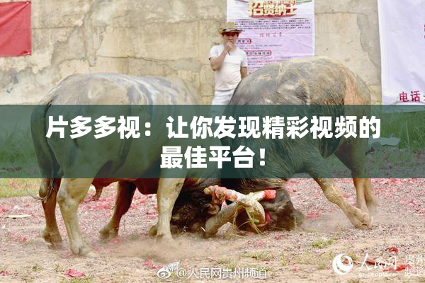 片多多视：让你发现精彩视频的最佳平台！