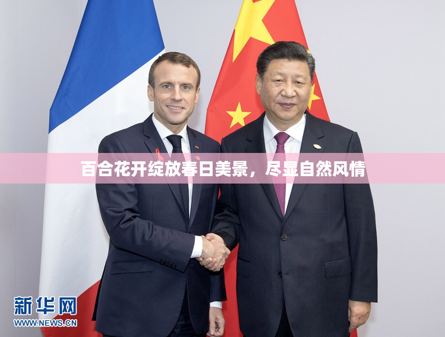 百合花开绽放春日美景，尽显自然风情