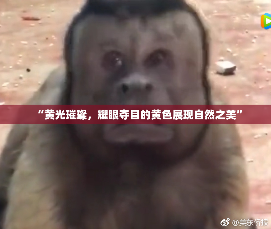 “黄光璀璨，耀眼夺目的黄色展现自然之美”