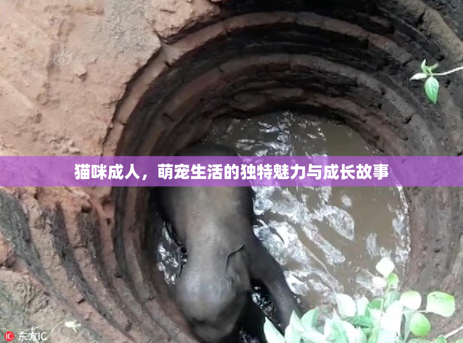 猫咪成人，萌宠生活的独特魅力与成长故事