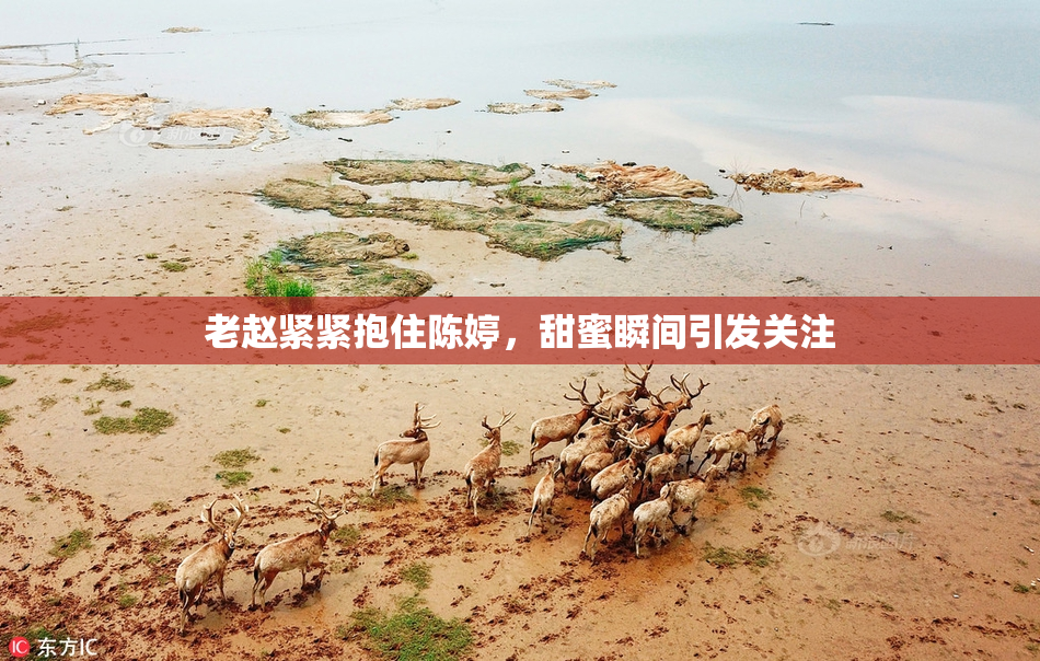 老赵紧紧抱住陈婷，甜蜜瞬间引发关注