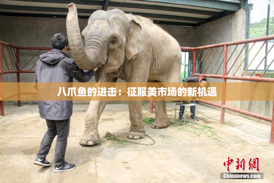八爪鱼的进击：征服美市场的新机遇